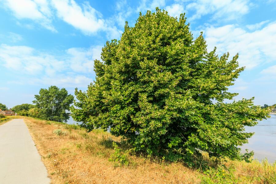 Lípa srdčitá - Tilia cordata