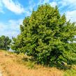 Lípa srdčitá - Tilia cordata