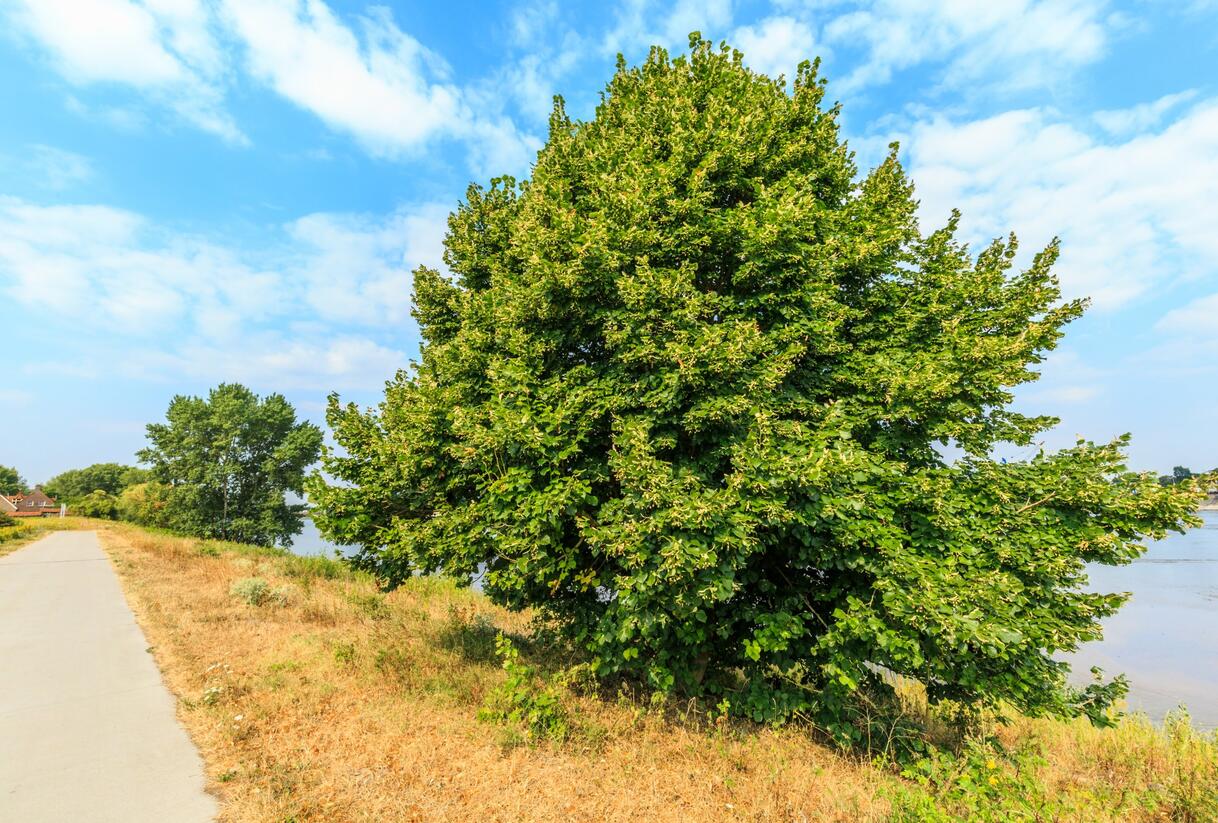 Lípa srdčitá - Tilia cordata