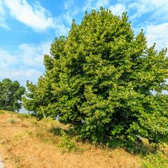 Lípa srdčitá - Tilia cordata