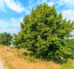 Lípa srdčitá - Tilia cordata