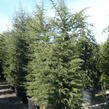 Cedr libanonský - Cedrus libani
