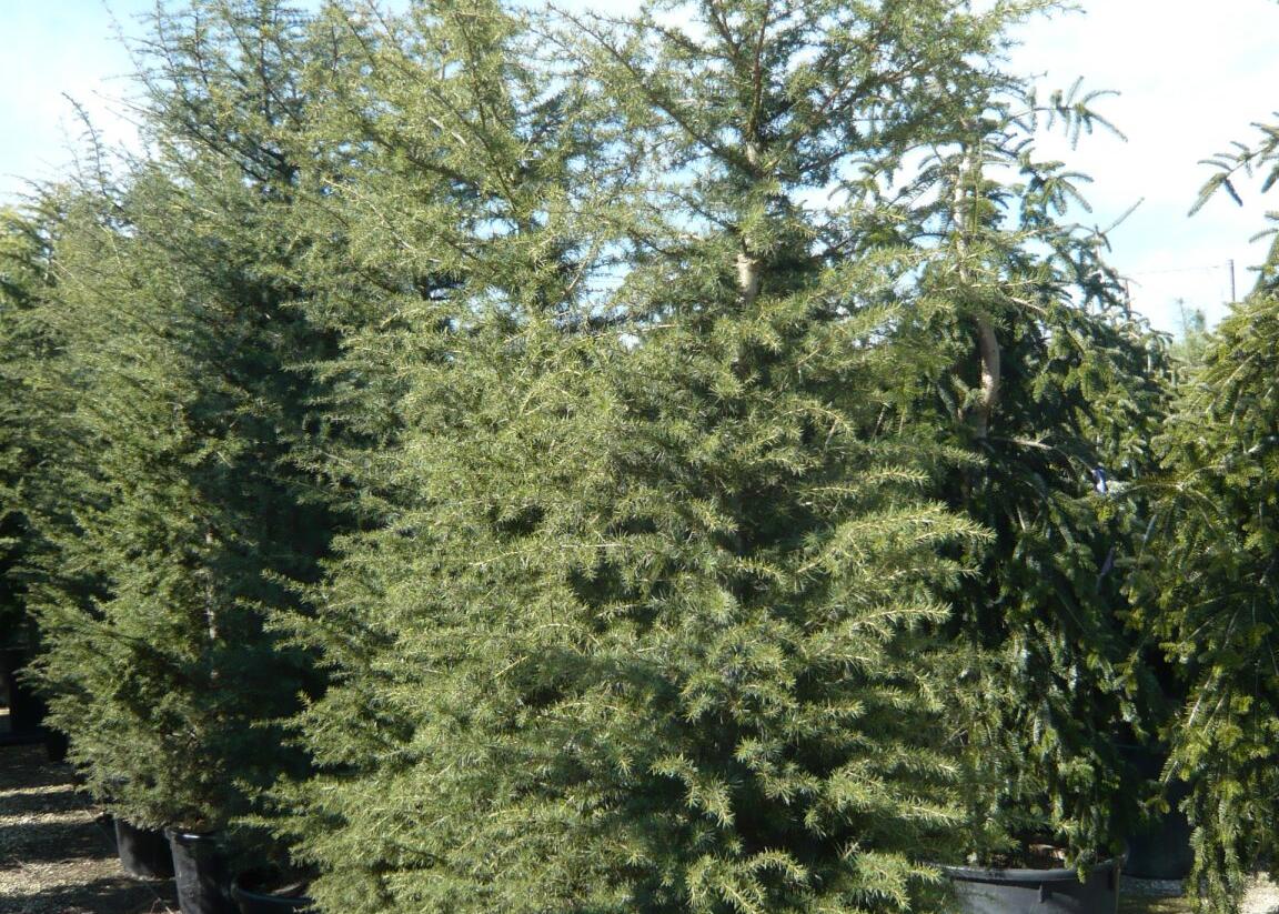 Cedr libanonský - Cedrus libani