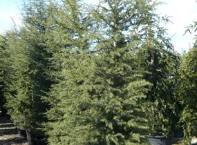 Cedr libanonský - Cedrus libani