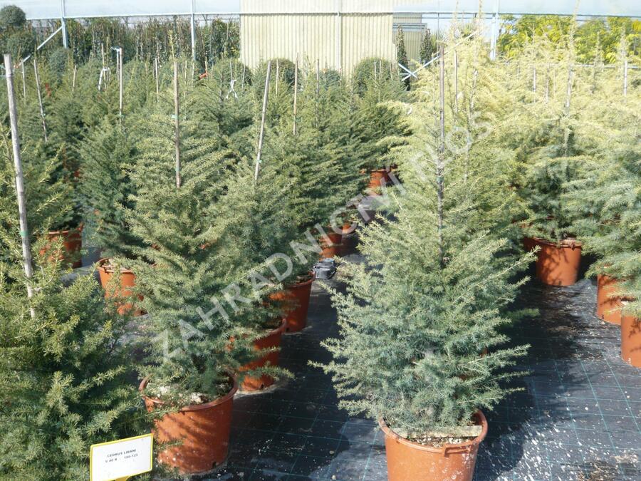 Cedr libanonský - Cedrus libani