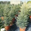 Cedr libanonský - Cedrus libani