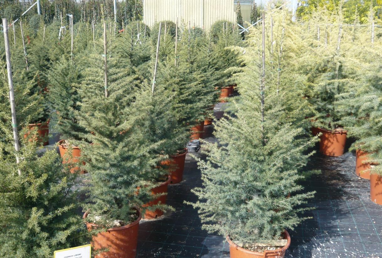 Cedr libanonský - Cedrus libani