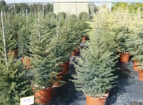 Cedr libanonský - Cedrus libani