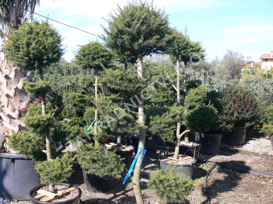 Cedr libanonský - Cedrus libani