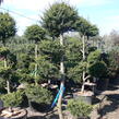 Cedr libanonský - Cedrus libani