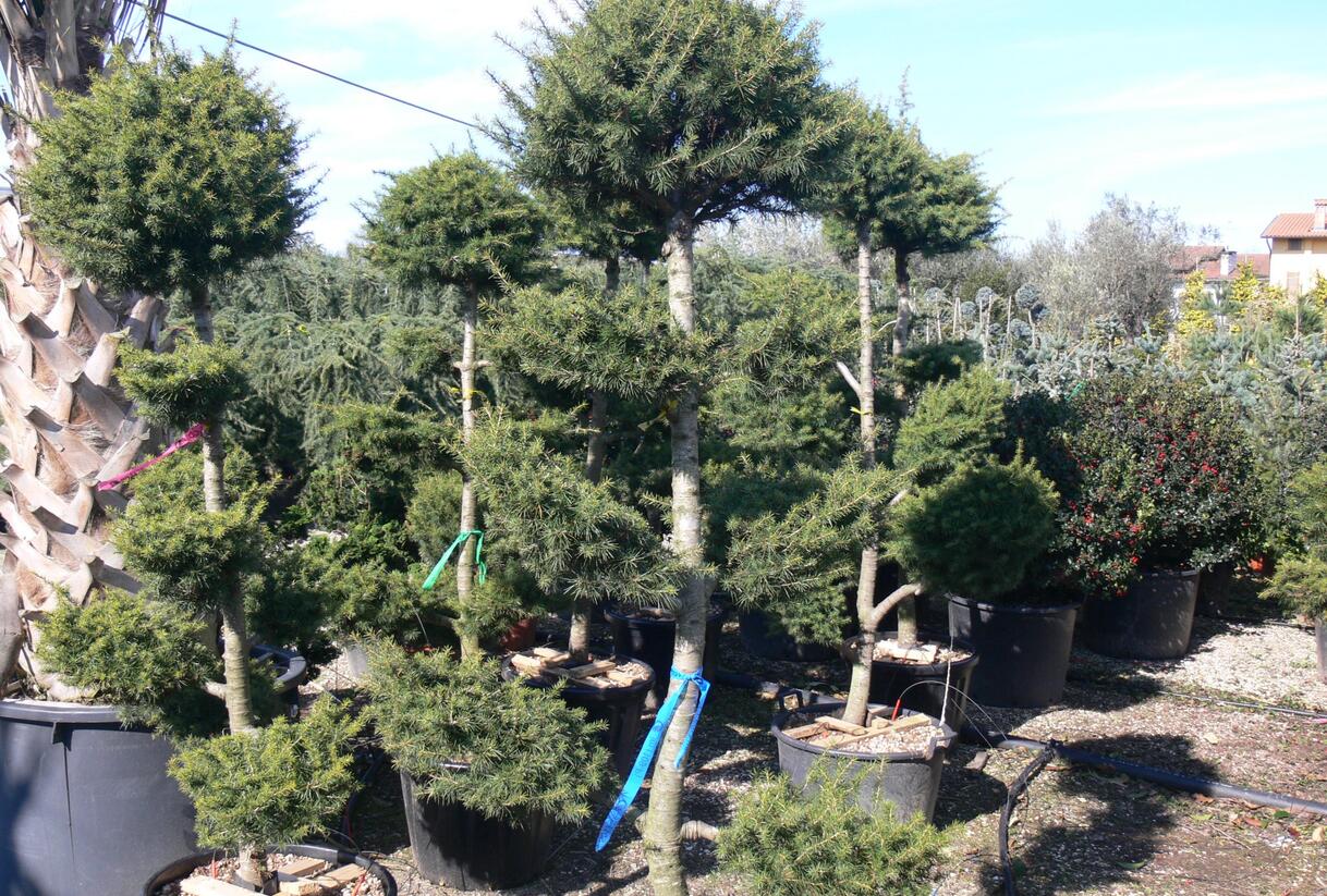 Cedr libanonský - Cedrus libani