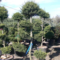 Cedr libanonský - Cedrus libani