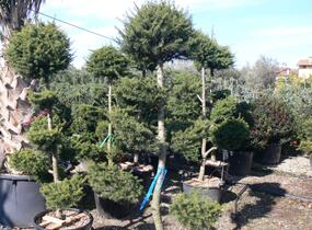 Cedr libanonský - Cedrus libani