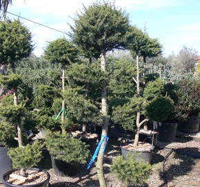 Cedr libanonský - Cedrus libani