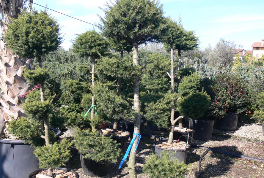 Cedr libanonský - Cedrus libani