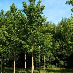 Javor mléč - Acer platanoides