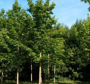Javor mléč - Acer platanoides