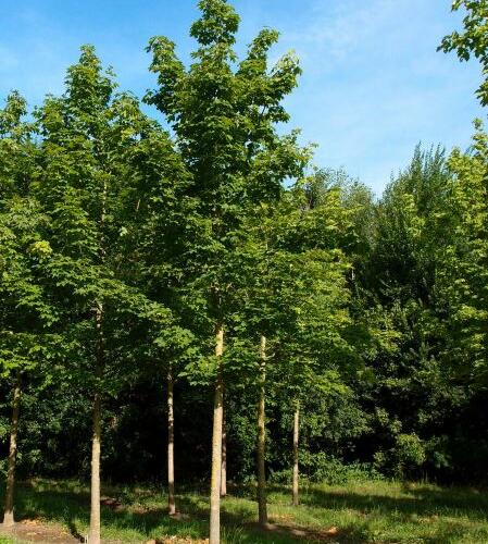 Javor mléč - Acer platanoides