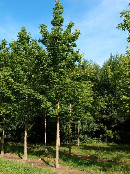 Javor mléč - Acer platanoides