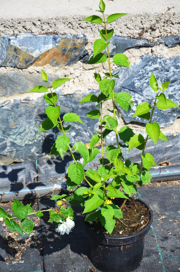 Pustoryl panenský 'Schneesturm' - Philadelphus virginalis 'Schneesturm'