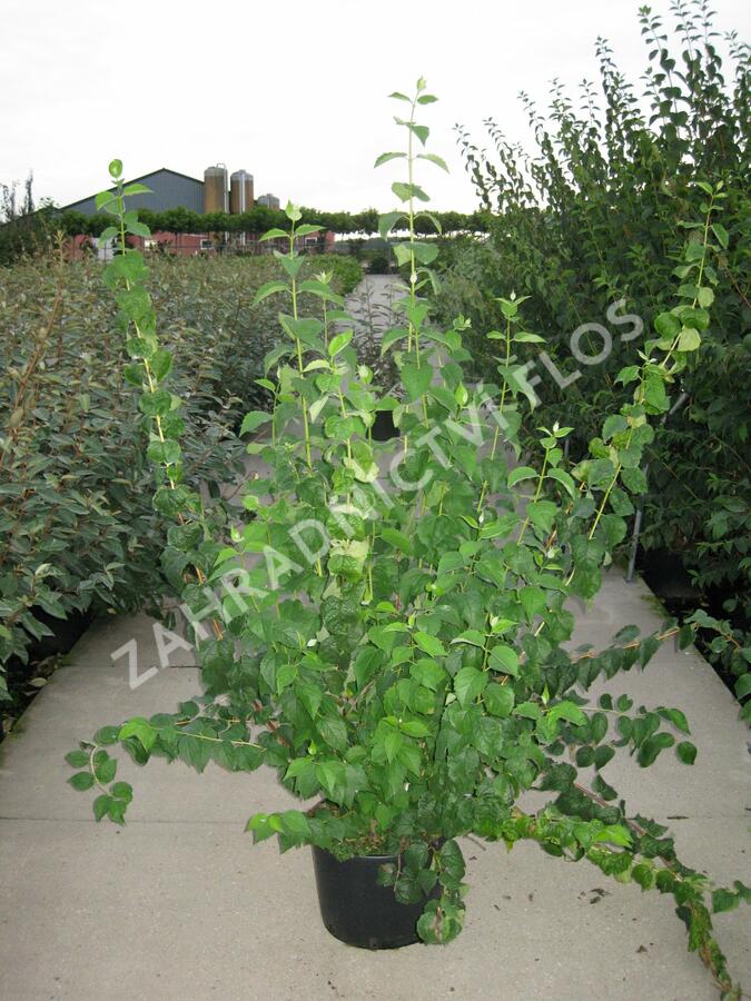 Pustoryl panenský 'Schneesturm' - Philadelphus virginalis 'Schneesturm'