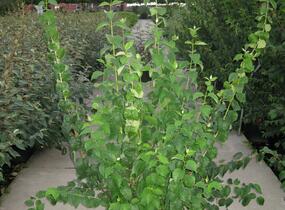 Pustoryl panenský 'Schneesturm' - Philadelphus virginalis 'Schneesturm'