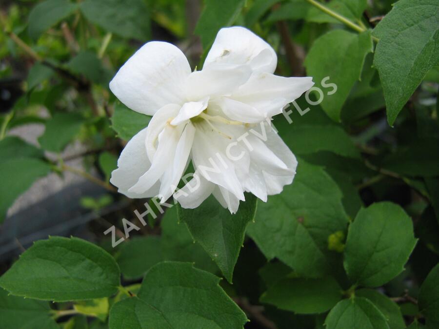 Pustoryl panenský 'Schneesturm' - Philadelphus virginalis 'Schneesturm'