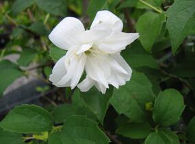 Pustoryl panenský 'Schneesturm' - Philadelphus virginalis 'Schneesturm'