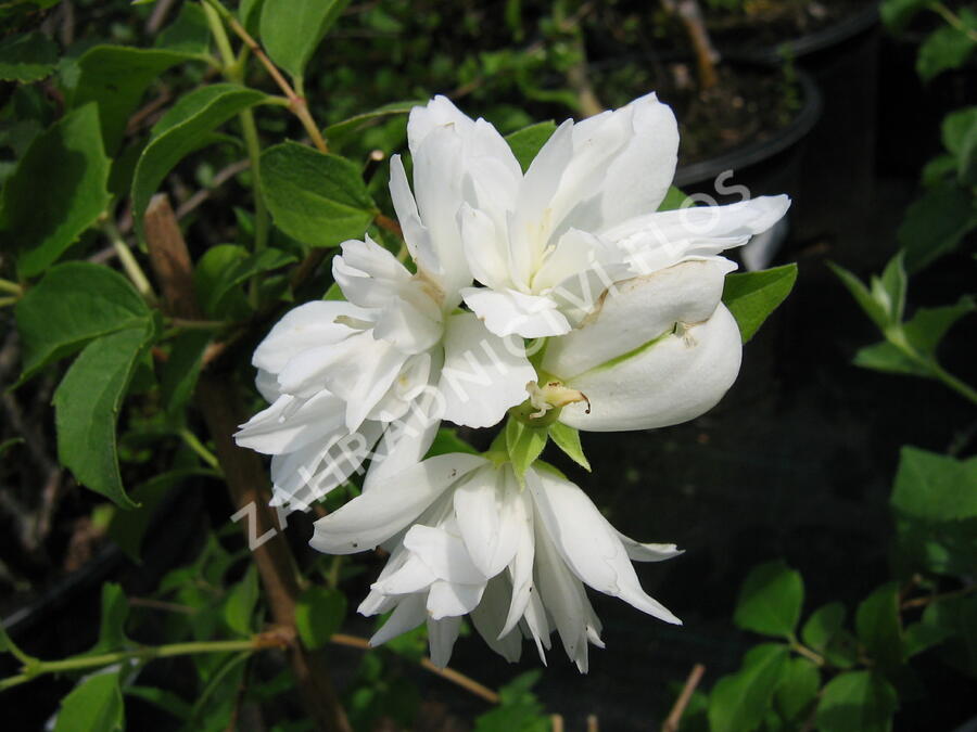 Pustoryl panenský 'Schneesturm' - Philadelphus virginalis 'Schneesturm'