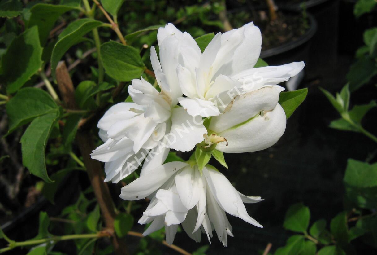 Pustoryl panenský 'Schneesturm' - Philadelphus virginalis 'Schneesturm'