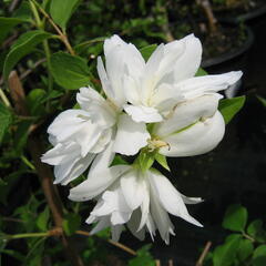 Pustoryl panenský 'Schneesturm' - Philadelphus virginalis 'Schneesturm'