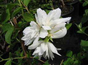 Pustoryl panenský 'Schneesturm' - Philadelphus virginalis 'Schneesturm'