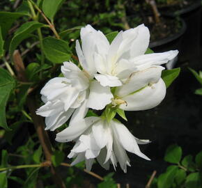 Pustoryl panenský 'Schneesturm' - Philadelphus virginalis 'Schneesturm'