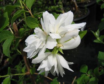 Pustoryl panenský 'Schneesturm'