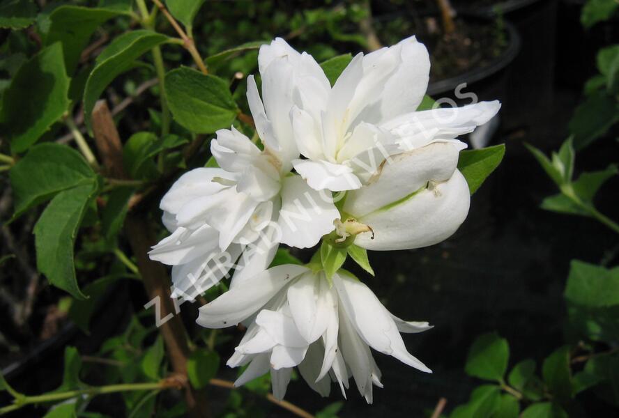 Pustoryl panenský 'Schneesturm' - Philadelphus virginalis 'Schneesturm'