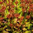 Rozchodník pochybný 'Album Superbum' - Sedum spurium 'Album Superbum'