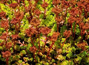 Rozchodník pochybný 'Album Superbum' - Sedum spurium 'Album Superbum'