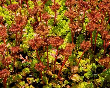 Rozchodník pochybný 'Album Superbum'