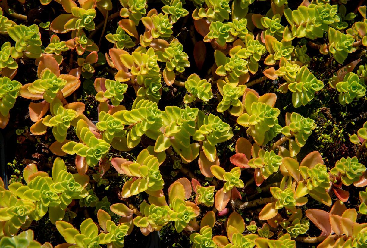 Rozchodník pochybný 'Album Superbum' - Sedum spurium 'Album Superbum'