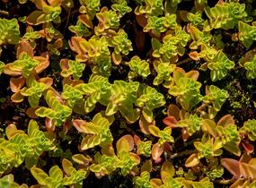 Rozchodník pochybný 'Album Superbum' - Sedum spurium 'Album Superbum'