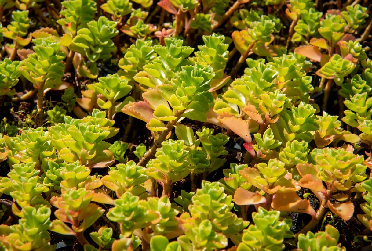 Rozchodník pochybný 'Album Superbum' - Sedum spurium 'Album Superbum'