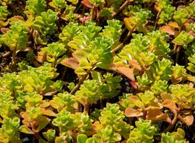 Rozchodník pochybný 'Album Superbum' - Sedum spurium 'Album Superbum'