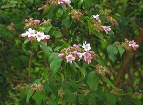 Kolkvície krásná 'Pink Cloud' - Kolkwitzia amabilis 'Pink Cloud'