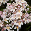 Kolkvície krásná 'Pink Cloud' - Kolkwitzia amabilis 'Pink Cloud'