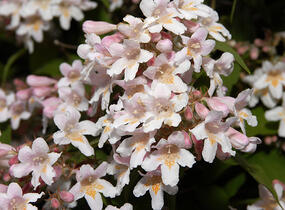 Kolkvície krásná 'Pink Cloud' - Kolkwitzia amabilis 'Pink Cloud'