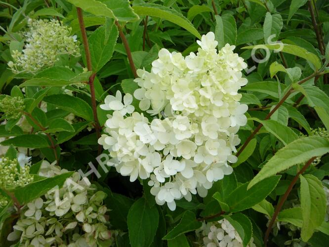 Hortenzie latnatá 'Grandiflora' - Hydrangea paniculata 'Grandiflora'