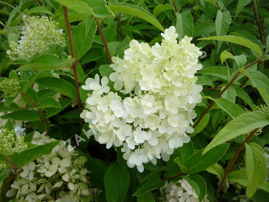 Hortenzie latnatá 'Grandiflora' - Hydrangea paniculata 'Grandiflora'