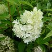 Hortenzie latnatá 'Grandiflora' - Hydrangea paniculata 'Grandiflora'