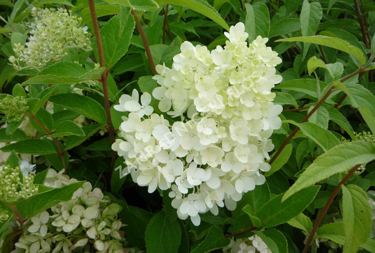 Hortenzie latnatá 'Grandiflora' - Hydrangea paniculata 'Grandiflora'
