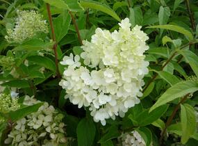 Hortenzie latnatá 'Grandiflora' - Hydrangea paniculata 'Grandiflora'